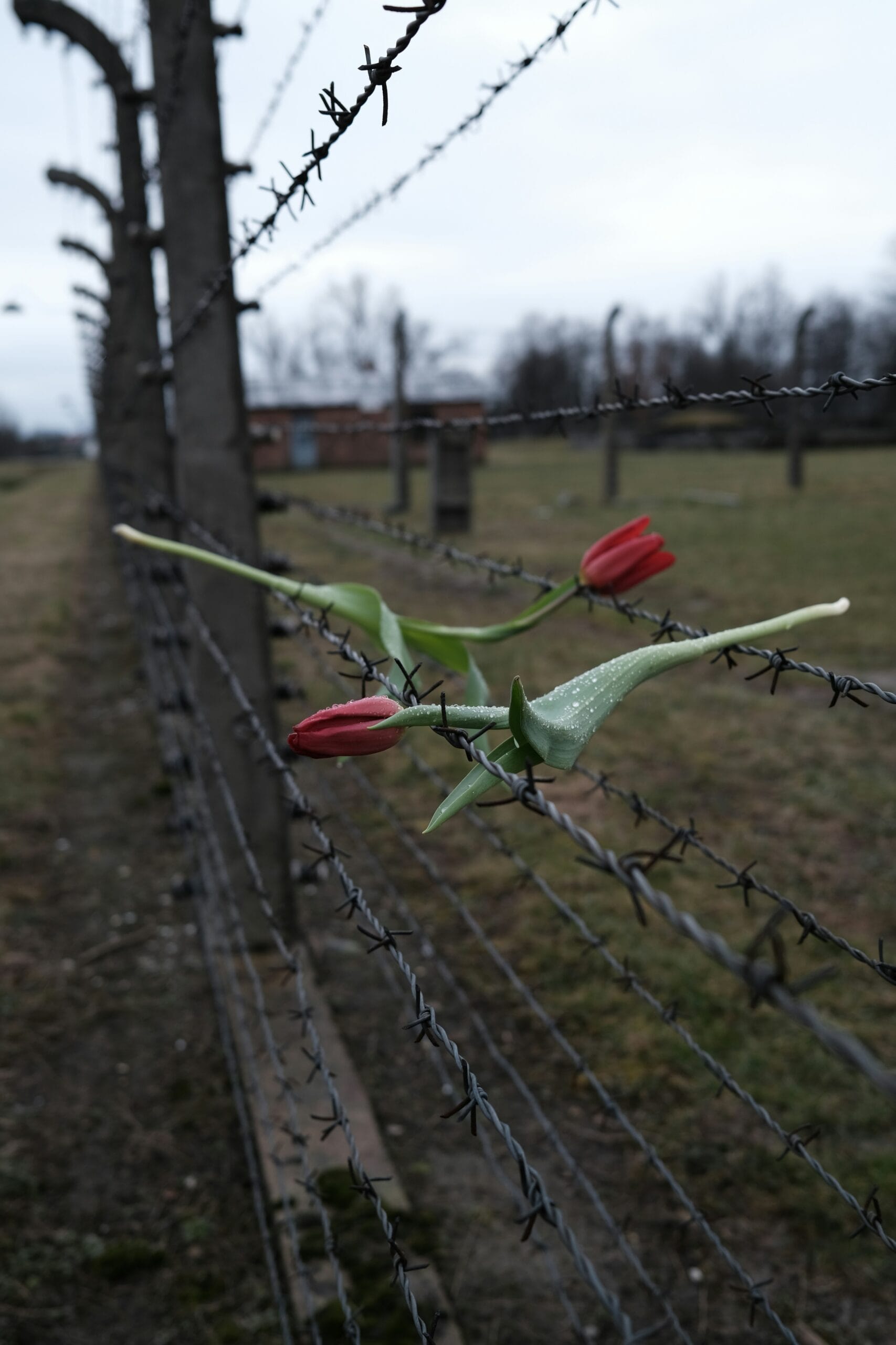 Dos tulipanes rojos con gotas de rocío entrelazados en una alambrada de espino de un campo de concentración, posiblemente Auschwitz, con barracones y postes de valla desenfocados al fondo bajo un cielo nublado.